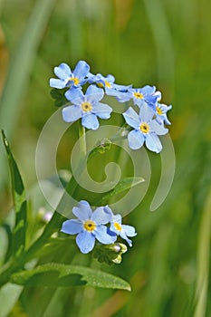 Forget me not flower