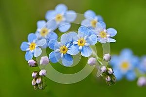 Forget-me-not flower  Myosotis sylvatica  closeup on meadow.