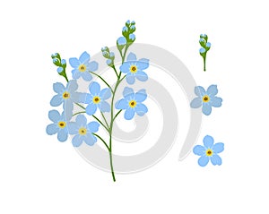 Forget-me-not flower object. Vector illustration