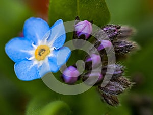 Forget-me-not flower spring