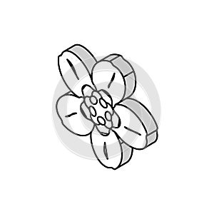 forget me not flower spring isometric icon vector illustration