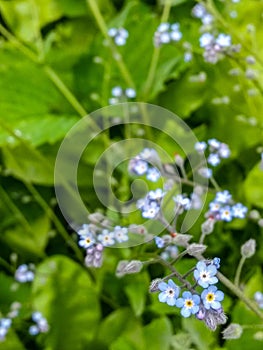 Forget me not flower on sunny day. boraginaceae plant in nature