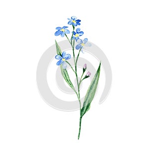 Forget me not flower. Watercolor illustration isolated on white background.