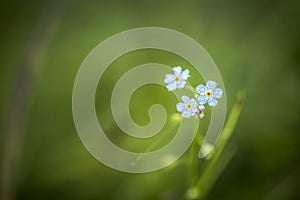 Forget me not flower with waterdrops on it