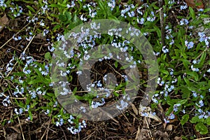 Forget Me Not Flower In The Wild