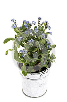 Forget-me-not in flowerpot