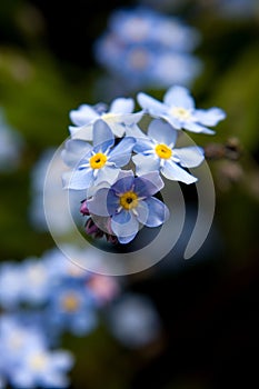 Forget-me-not flowers