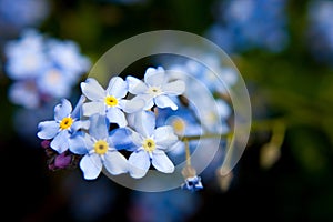 Forget-me-not flowers