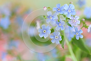 Forget-me-not flowers