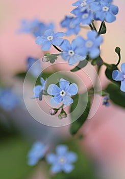 Forget-me-not flowers