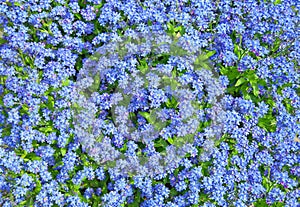 Forget me not flowers .