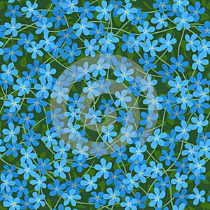 Forget me not flowers photo