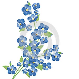 Forget-me-not flowers photo