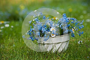 Forget me not flowers