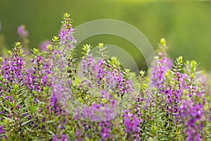 Forget me not flowers