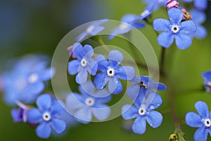 Forget-me-not flowers