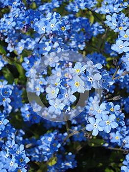 Forget me not flowers