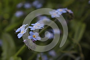 Forget-Me-Not Flowers