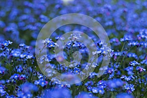 Forget-me-not flowers, blue floral background. Flowering of beautiful garden flowers