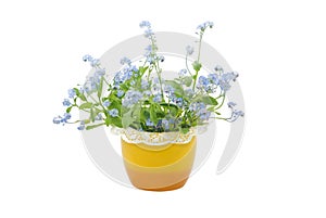 Forget-me-not Flowers