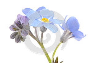 Forget-Me-Not Flowers Close-Up on White Background
