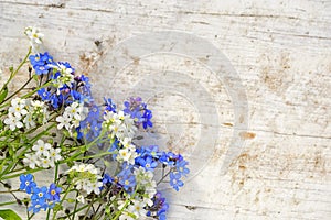 Forget me not flowers