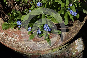 Forget-me-not flowers growing in old weathered terracotta pot