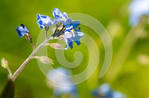 Forget me-not flowers isolated against a blurred background in the late spring sunshine,Hampshire,England