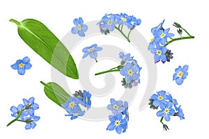 forget-me-not flowers isolated on white background. Top view. Flat lay