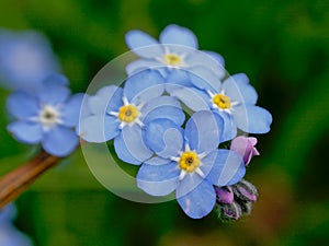 Forget me not flowers macro - Myosotis