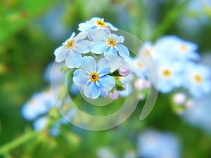 Forget me not flowers, macro photogaphy