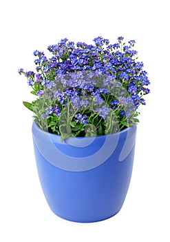 Forget-me-not flowers in pot