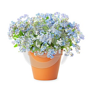 Forget-me-not flowers in pot on white background