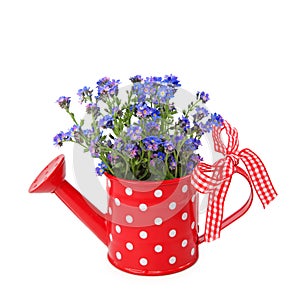 Forget-me-not flowers in red watering-can