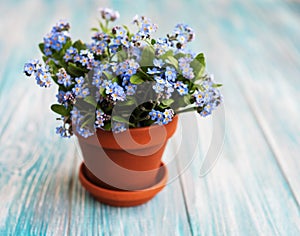 Forget-me-not flowers in small flower pot