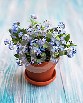 Forget-me-not flowers in small flower pot