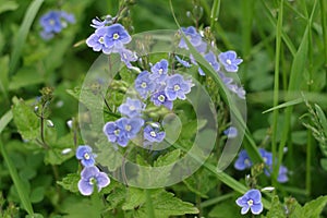 Forget-me-not flowers in spring