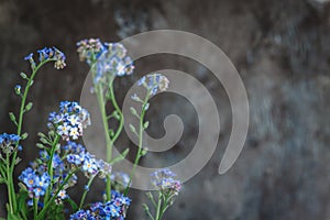 forget-me-not flowers in a vase on a dark background