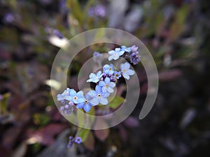 Forget-me-not in a Lancashire Garden photo