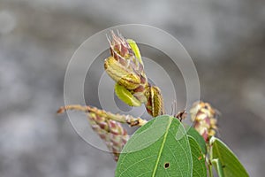 Forget-me-not larvae stay at flower of false groundnut