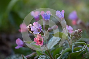 Forget me not, little flowers in heart shape