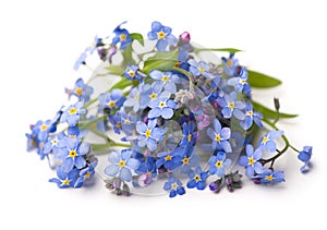 Forget me not, little flowers in heart shape, isolated on white