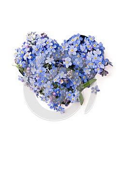Forget me not  little flowers in heart shape  isolated on white