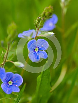 Forget-me-not macro