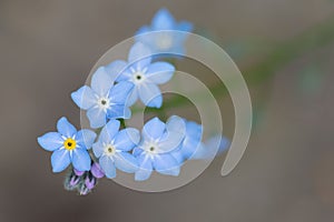 Forget-me-not, myosotis, blue flowers and buds