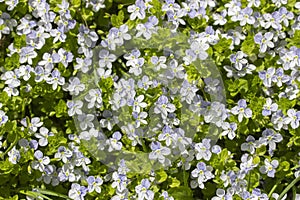 Forget-me-not Myosotis Boraginaceae small blue flowers greenery, background wallpaper top view. Beautiful little flowers are