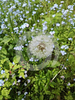 Forget-me-not Myosotis flowers blooming. Dandelion. Little blue forget me not flowers