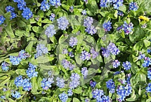 Forget-me-not Myosotis flowers blooming. Little blue forget me not flowers on spring meadow.