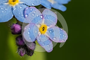 Forget-me-not Myosotis with raindrops 3