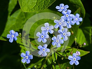 Forget me not, Myosotis, small flowers macro, selective focus, shallow DOF